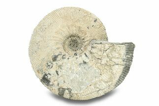 Jurassic Ammonite (Kepplerites) Fossil - Gloucestershire, England #279557