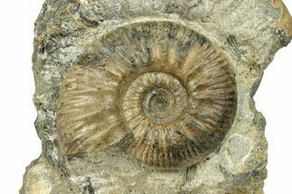 Jurassic Ammonite (Proplanulites) Fossil - England #279562