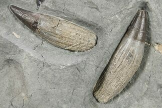 Two Fossil Ichthyosaur Rooted Teeth in Situ - England #279566
