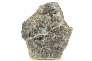 Polished Ammonite (Promicroceras) - Marston Magna Marble #279568
