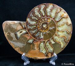 / Inch Polished Ammonite - Giveaway Prize! #2615