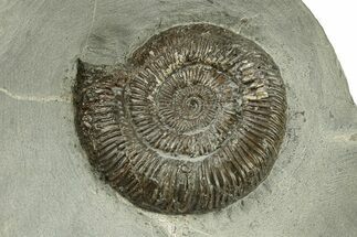 Jurassic Ammonite (Dactylioceras) Fossil - England #279552