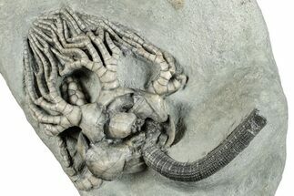 Spectacular Fossil Crinoid (Cyathocrinites) - Crawfordsville #279657