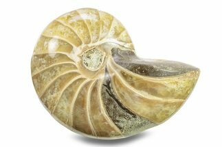 Polished Fossil Nautilus - Madagascar #280043
