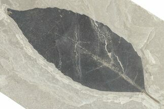 Eocene Fossil Leaf (Allophylus) - Green River Formation #280210