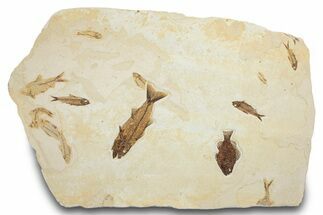Stunning Green River Fossil Fish Mural with Mioplosus #280245