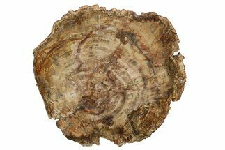 Colorful, Petrified Wood (Araucaria) Round - Madagascar #280216