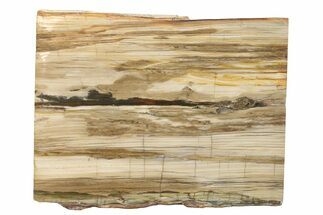 Beautiful, Petrified Wood (Araucaria) Slab - Madagascar #280220