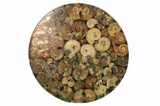 Eye-Catching, Cut & Polished Ammonite Fossil Round End Table #280277