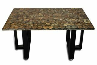 Eye-Catching, Sliced Ammonite Fossil Coffee Table #280212