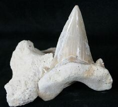 Auriculatus Shark Tooth In Rock - Dakhla, Morocco #15918