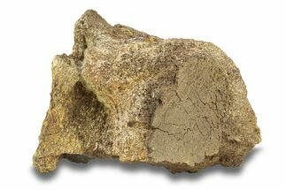 Dinosaur Bone Section - Wyoming #280336