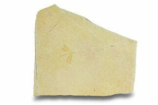 Beautiful Fossil Damselfly - Solnhofen Limestone #280422