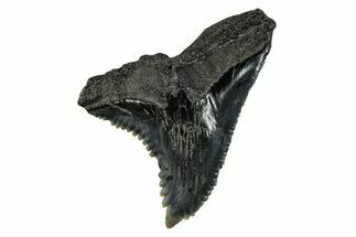Huge, Snaggletooth Shark (Hemipristis) Tooth - South Carolina #280074
