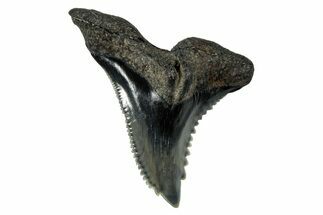 Snaggletooth Shark (Hemipristis) Tooth - South Carolina #280079