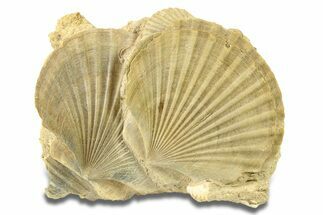 Two Fossil Pecten (Scallops) - Gironde, France #280555