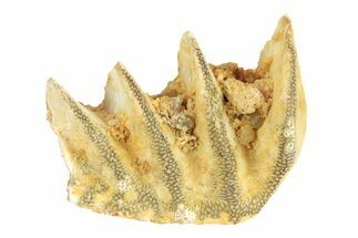 Cretaceous Lungfish (Ceratodus) Tooth Plate - Morocco #280614