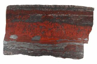 Spectacular Fossil Stromatolite (Collenia) Slab - Minnesota #280015