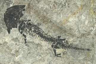 EarlyPermian Reptiliomorph (Discosauriscus) - Czech Republic #280844