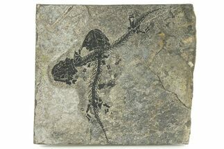 Two Early Permian Reptiliomorph (Discosauriscus) Fossils #280853