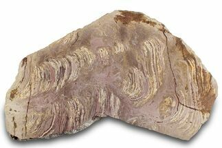 Polished Stromatolite From Russia - Million Years #280805