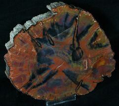 Red & Black Arizona Petrified Wood Slab - #15932