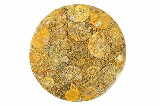 Composite Plate Of Agatized Ammonite Fossils #280995