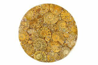 Composite Plate Of Agatized Ammonite Fossils #280998