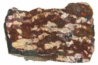 Polished Stromatolite (Collenia) Slab - Minnesota #281180