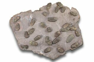 Trilobite Fossils For Sale