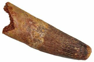 Fossil Spinosaurus Tooth - Massive, Striated Tooth #281120
