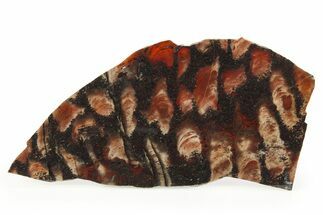 Polished Stromatolite (Collenia) Slab - Minnesota #281209