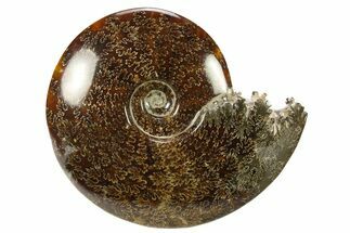 Polished, Agatized Ammonite (Cleoniceras) - Madagascar #281353