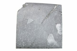 Campo del Cielo Iron Meteorite Slice ( g) - Argentina #281298