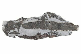 Meteorite ( g) Slice - Rare Winonaite! #281303