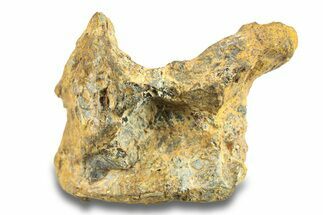 Pallasite Meteorite ( g) - NWA #281416