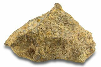 Pallasite Meteorite ( g) - NWA #281418