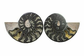 Cut & Polished Ammonite Fossil - Unusual Black Color #281320