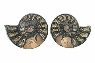 Cut & Polished Ammonite Fossil - Unusual Black Color #281337