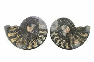 Cut & Polished Ammonite Fossil - Unusual Black Color #281343