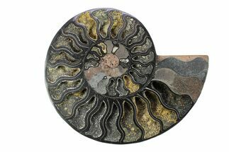 Cut & Polished Ammonite Fossil (Half) - Unusual Black Color #281435
