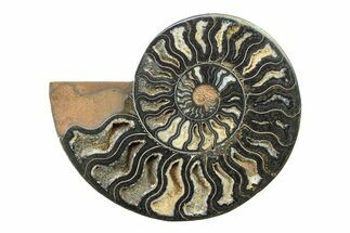 Cut & Polished Ammonite Fossil (Half) - Unusual Black Color #281439