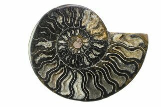 Cut & Polished Ammonite Fossil (Half) - Unusual Black Color #281447
