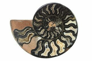 Cut & Polished Ammonite Fossil (Half) - Unusual Black Color #281450