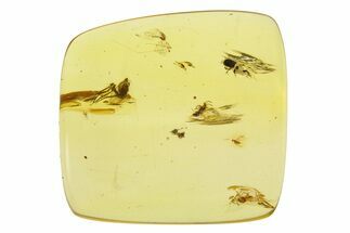 Polished Colombian Copal ( g) - Wasp, Beetle, and Fly! #281354