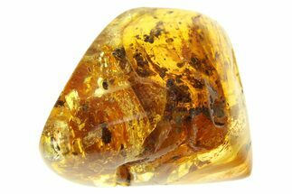 Polished Colombian Copal ( g) - Contains Several Wasps! #281361