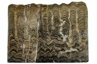 Polished Stromatolite (Greysonia) Slab - Bolivia #281569