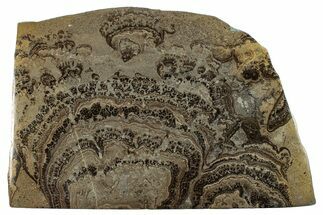 Devonian Stromatolite Slab - Orkney, Scotland #281611
