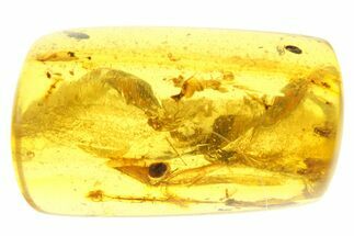 Polished Colombian Copal ( g) - Contains Insects! #281789