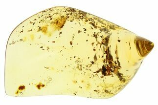 Polished Colombian Copal ( g) - Contains Fly & Plant Debris! #281818